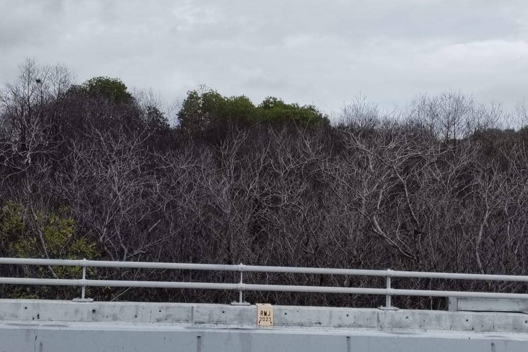 TIM Peneliti UNUD Beberkan Dugaan Penyebab Mangrove Mati Mendadak