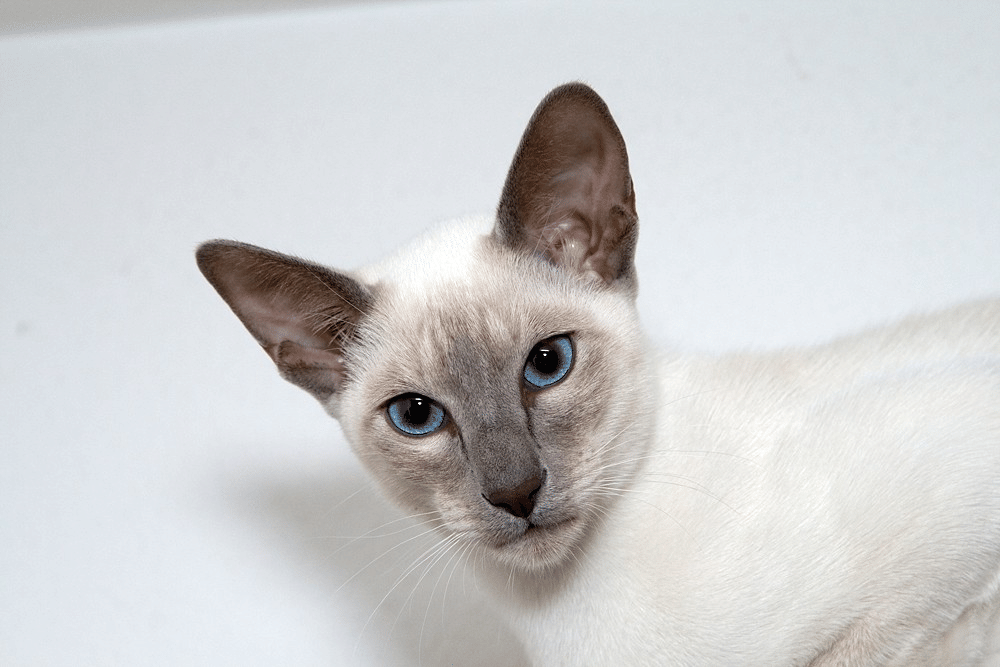 kucing siam