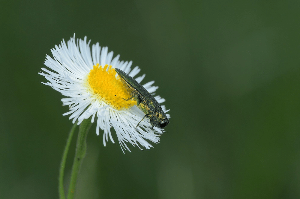 emerald ash borer