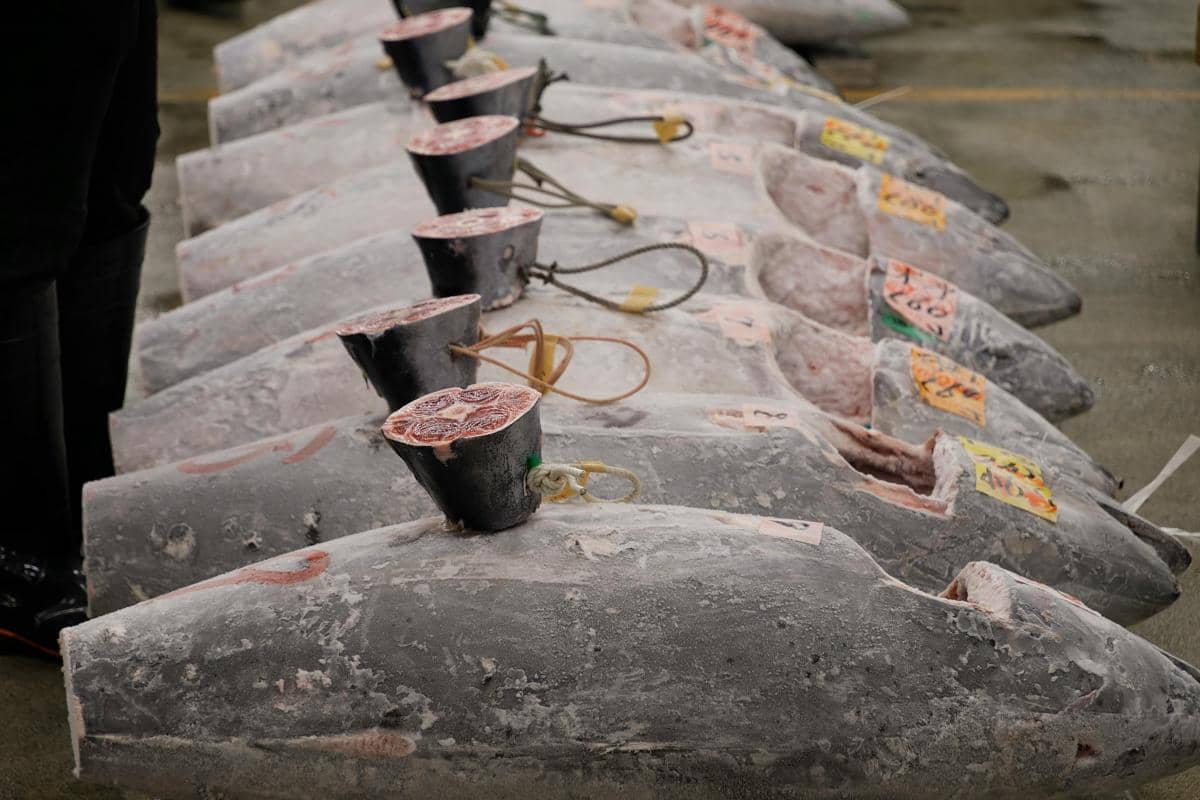 Beberapa ikan tuna beku berukuran besar tersusun rapi di lantai pasar pelelangan dengan potongan bagian ekor terbuka.