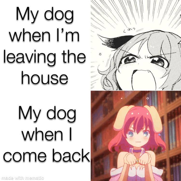 meme anime perbedaan kucing dan anjing