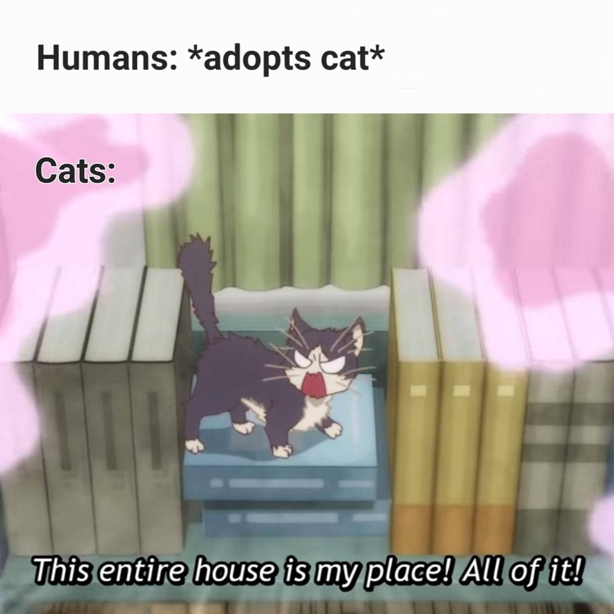 meme anime perbedaan kucing dan anjing