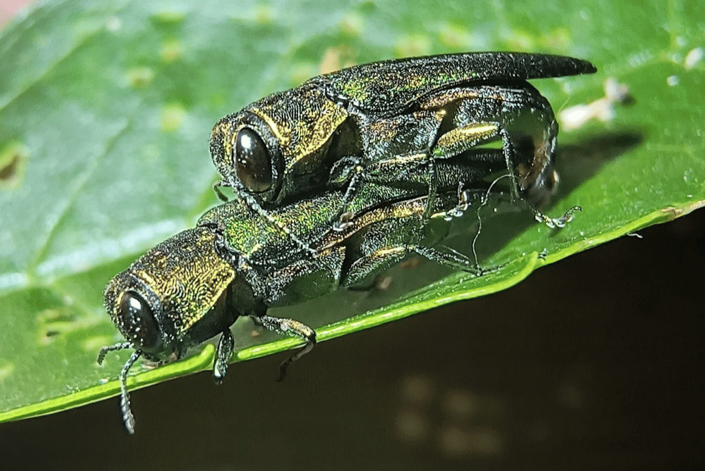 emerald ash borer