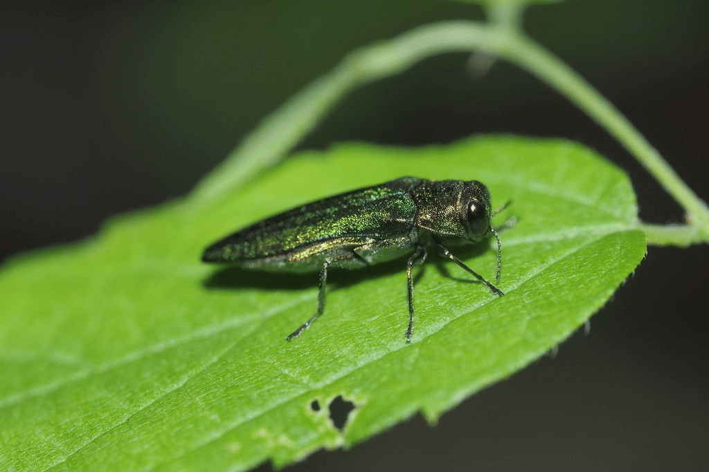 emerald ash borer