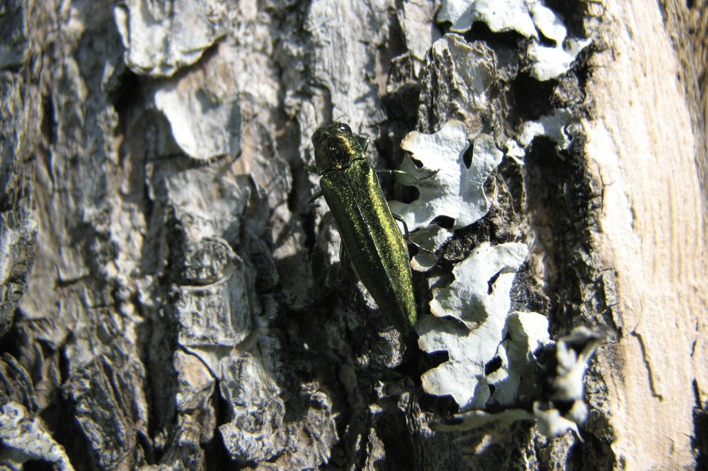 emerald ash borer