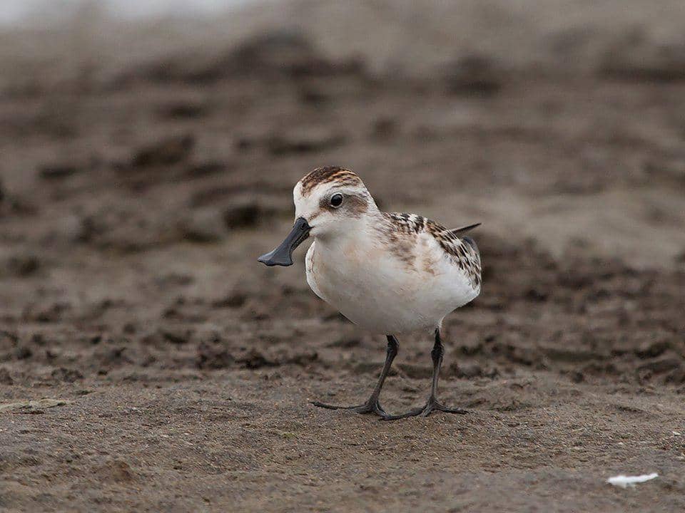 Burung Calidris pygmaea