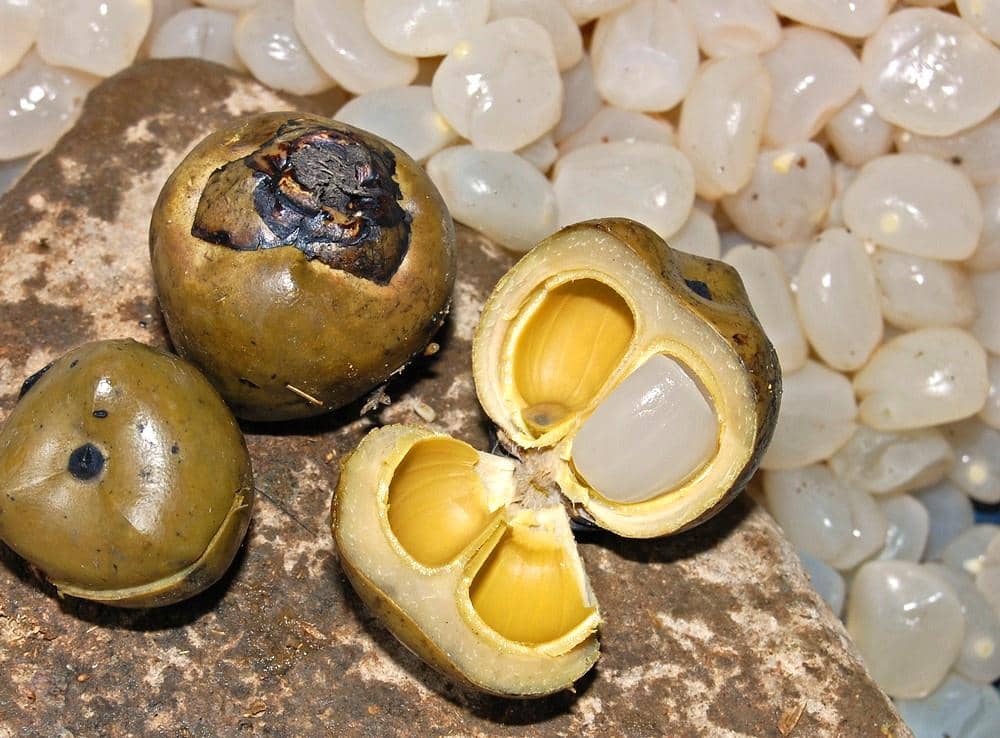 3 Cara Menyimpan Kolang-Kaling, Bikin Awet dan Kesegarannya Terjaga!