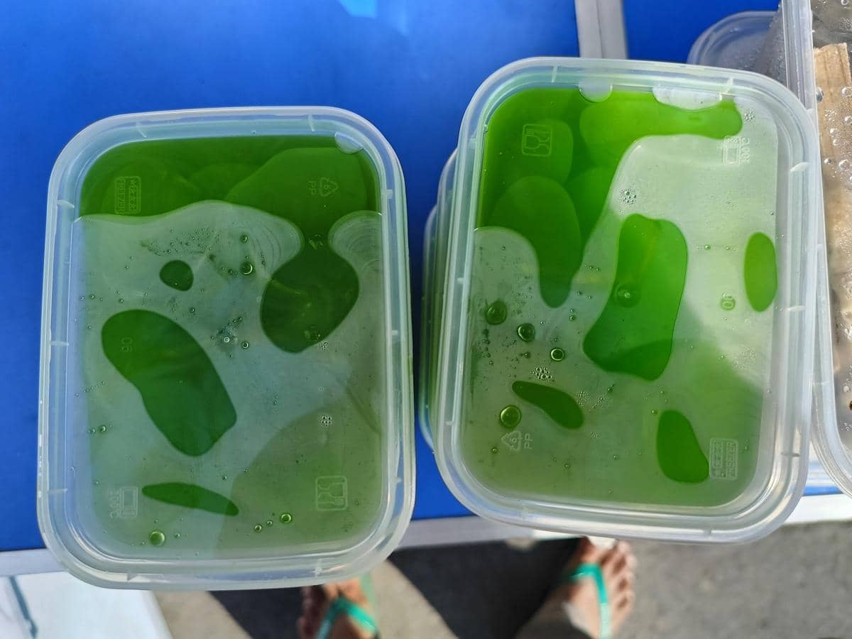 ilustrasi manisan kolang-kaling 