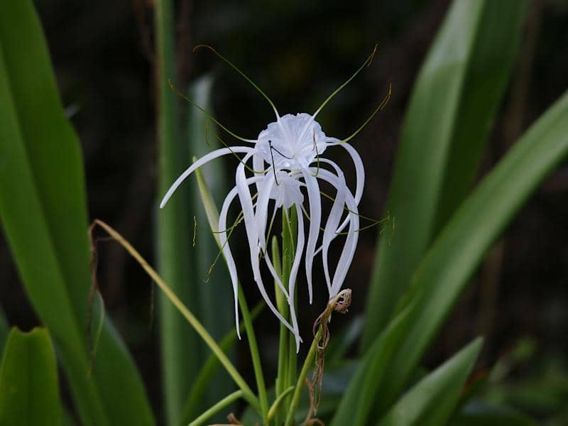 Bunga Hymenocallis littoralis