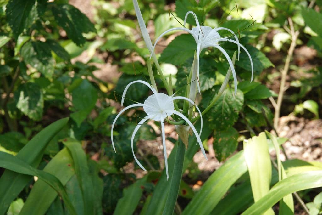 Bunga Hymenocallis littoralis