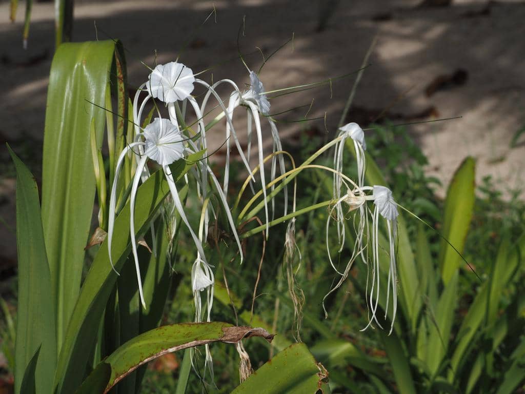 Bunga Hymenocallis littoralis