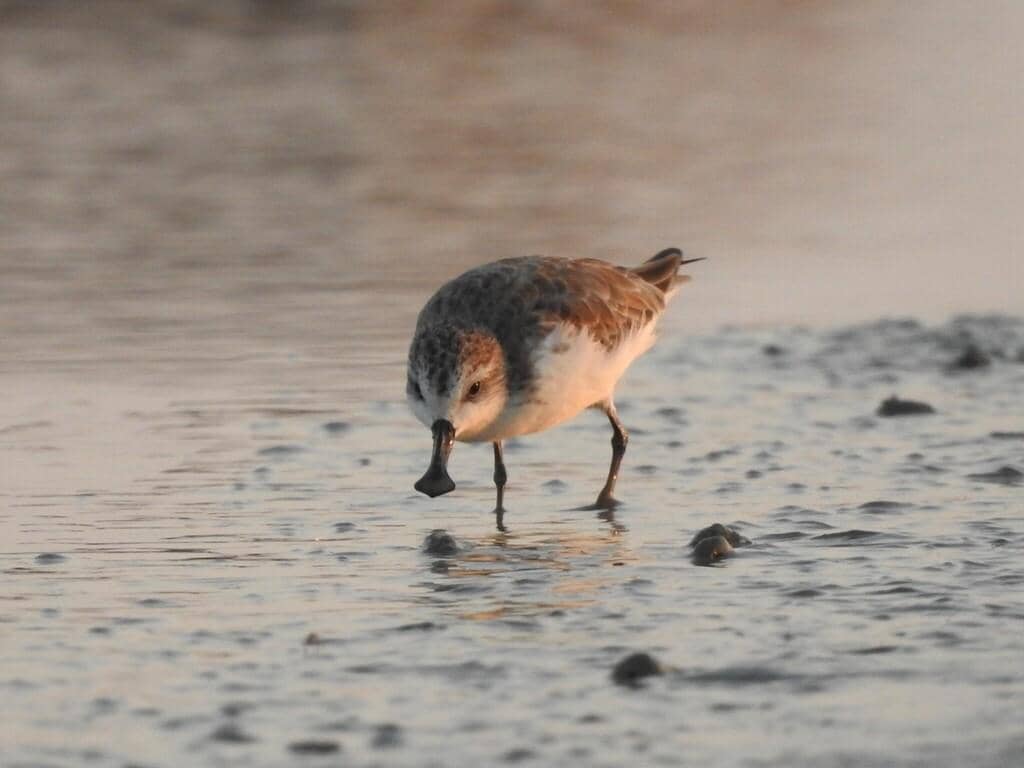 Burung Calidris pygmaea
