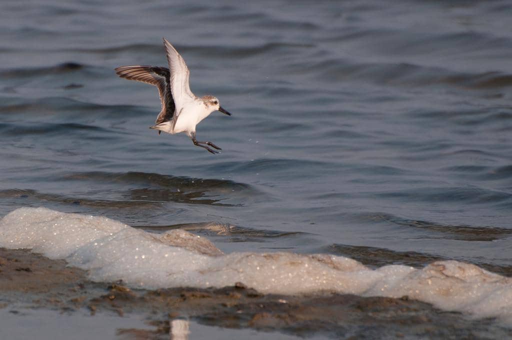 Burung Calidris pygmaea