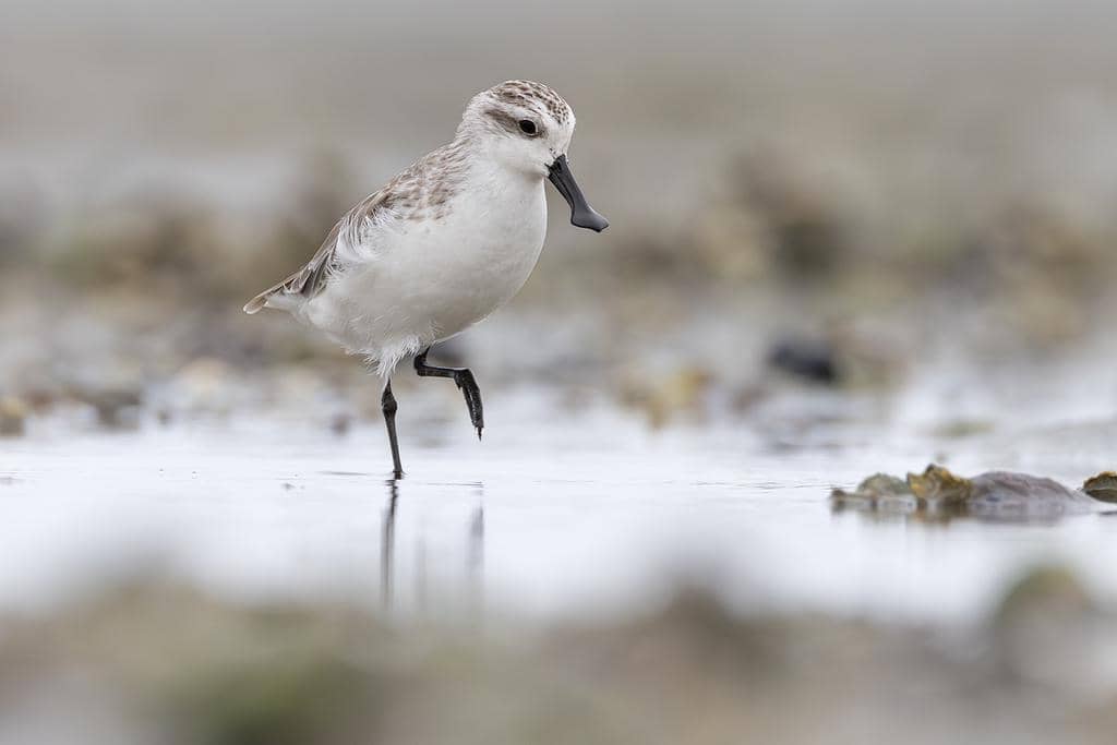 5 Fakta Spoon Billed Sandpiper, Burung Paruh Sendok Kecil yang Langka