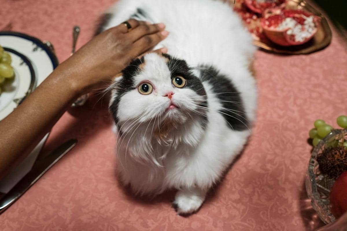 Ilustrasi kucing di elus pemiliknya