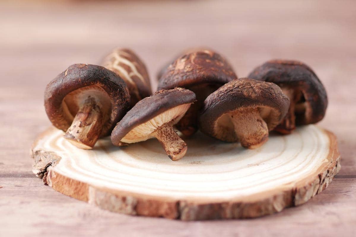 ilustrasi jamur shitake