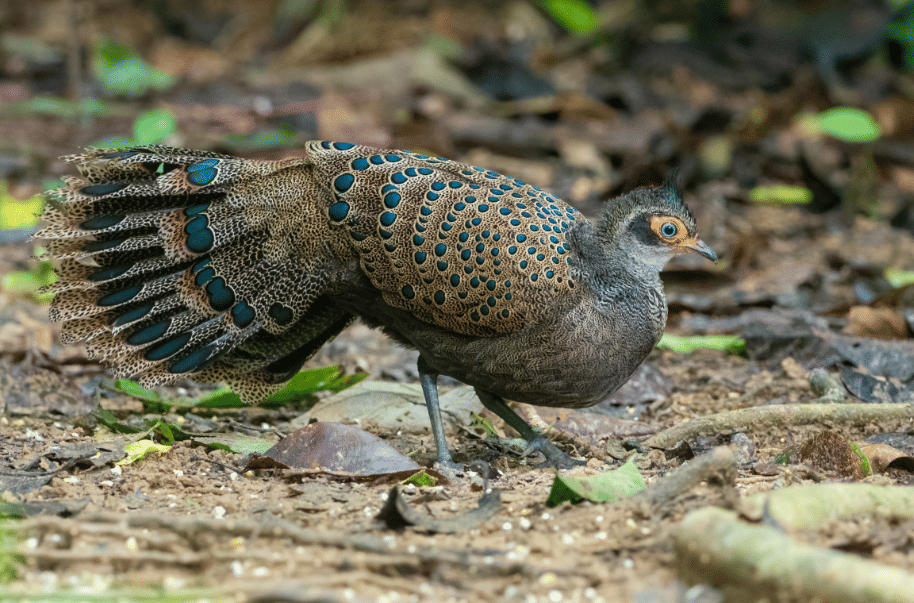 5 Fakta Malayan Peacock Pheasant, Merak Mini dengan Corak Bulu Memikat