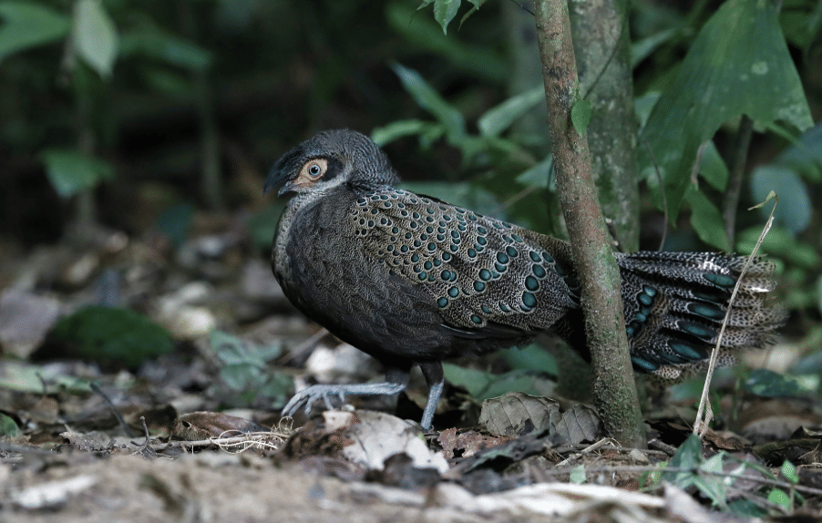burung malayan peacock pheasant