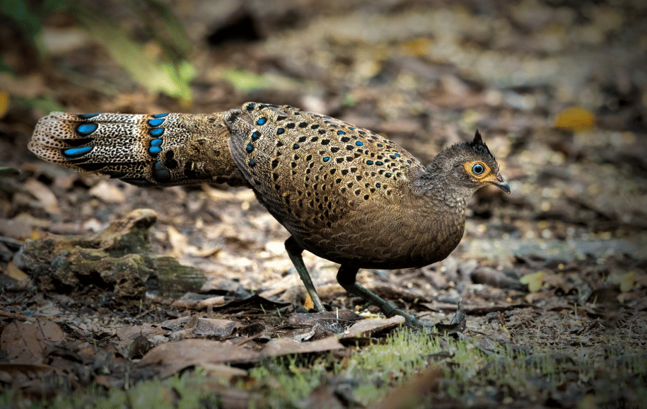 burung malayan peacock pheasant