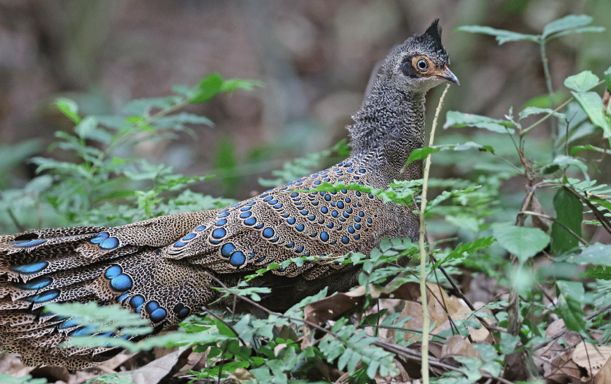 burung malayan peacock pheasant