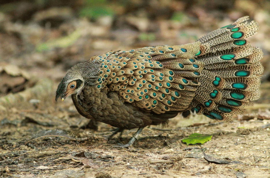 burung malayan peacock pheasant