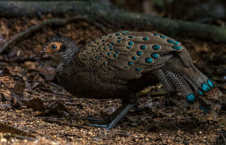 burung malayan peacock pheasant