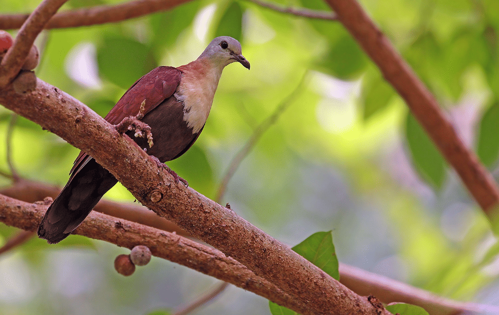 burung wetar ground dove