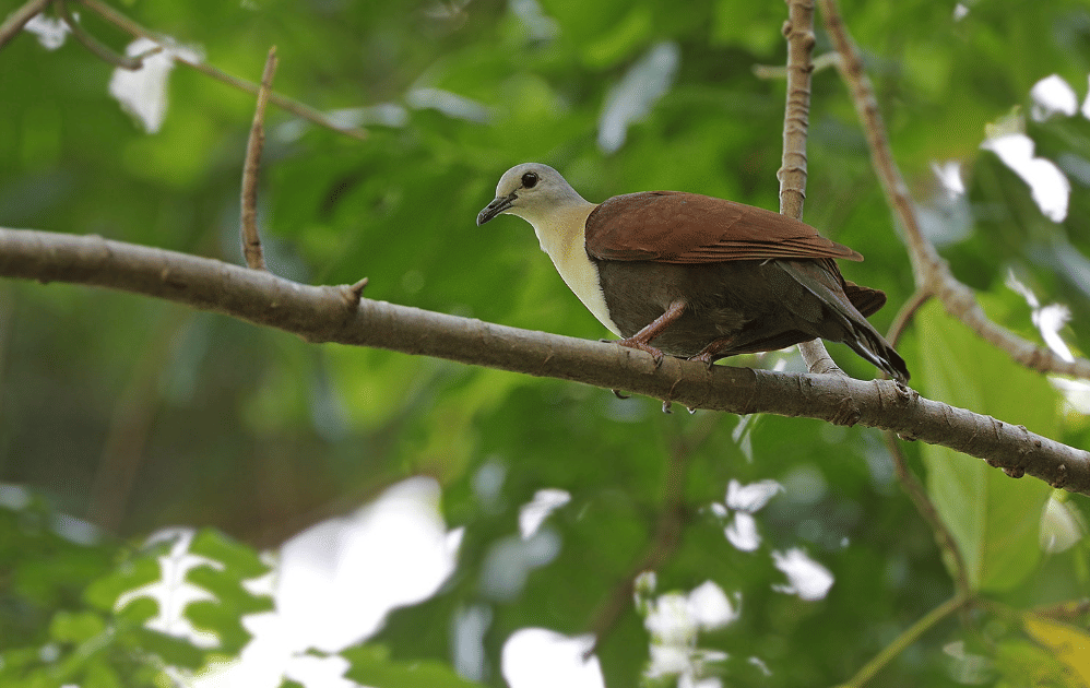 burung wetar ground dove