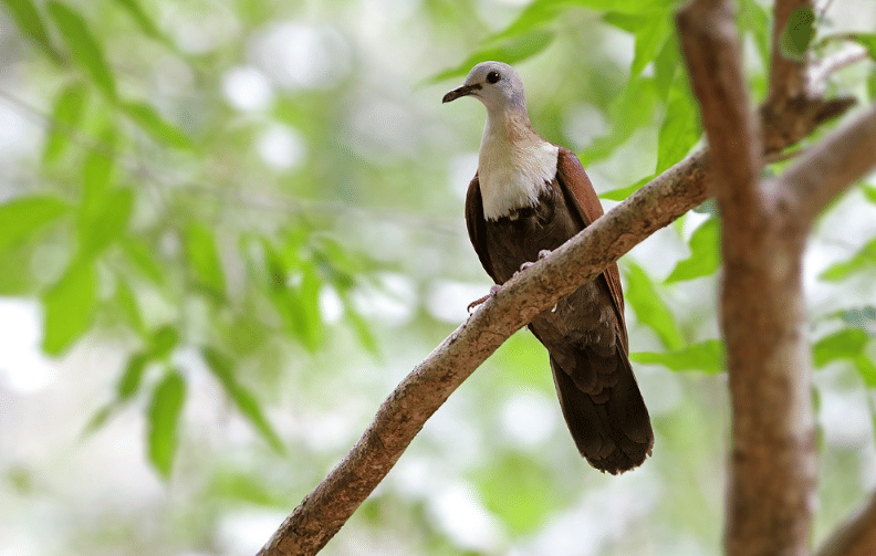 5 Fakta Wetar Ground Dove, Merpati Unik Langka Endemik Indonesia