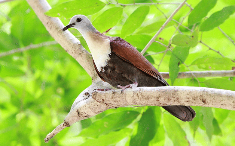 burung wetar ground dove
