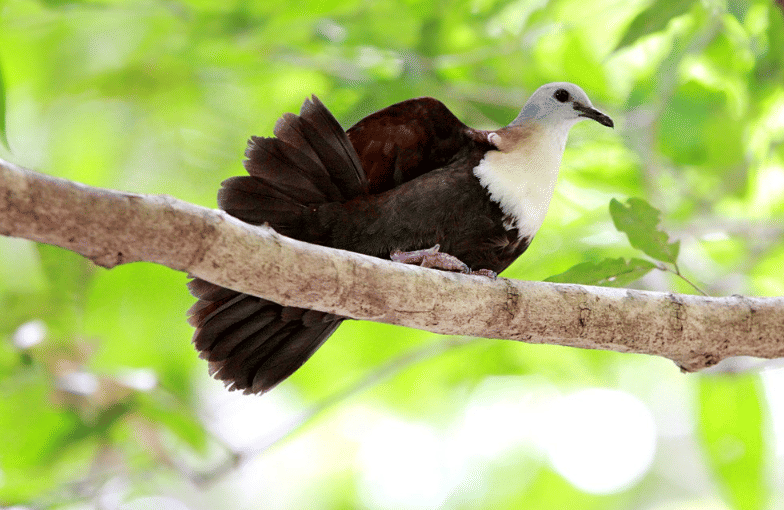 burung wetar ground dove