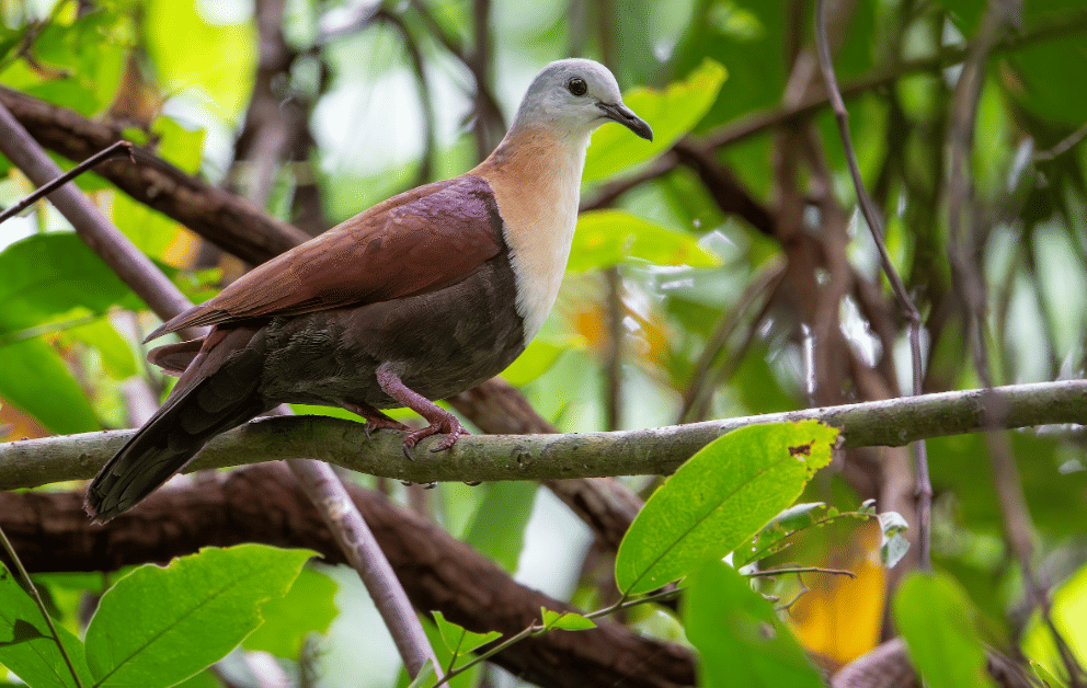 burung wetar ground dove