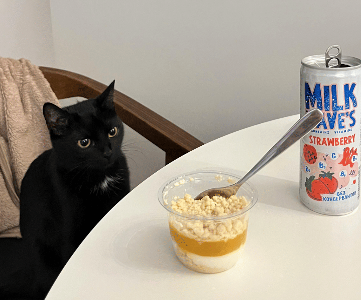 6 Alasan Kucing Ikut Terbangun saat Kamu Sahur