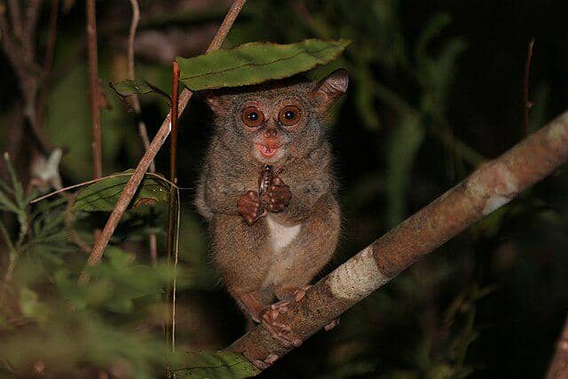 Tarsius