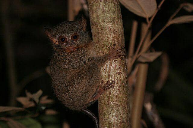 Tarsius