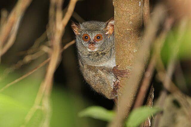 Tarsius: Primata Kecil yang Memilih Bunuh Diri Saat Stres