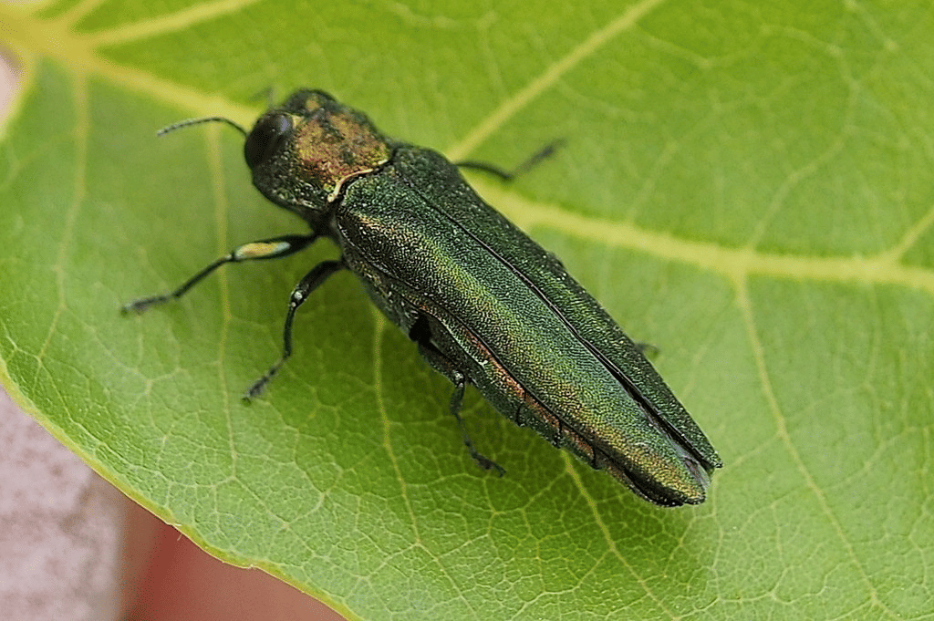 emerald ash borer