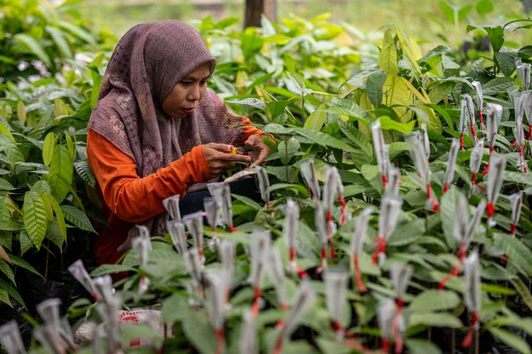MARS meluncurkan Mars Impact Fund untuk mendukung pengembangan Kelompok Simpan Pinjam Desa dan proyek ketahanan komunitas di daerah penghasil kakao di  Indonesia. (Dok. IDN Times)