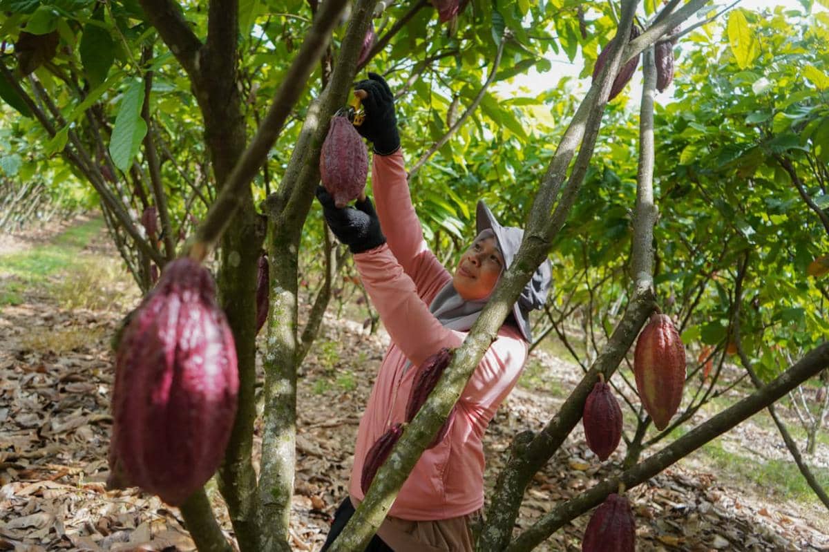 MARS meluncurkan Mars Impact Fund untuk mendukung pengembangan Kelompok Simpan Pinjam Desa dan proyek ketahanan komunitas di daerah penghasil kakao di  Indonesia. (Dok. IDN Times)