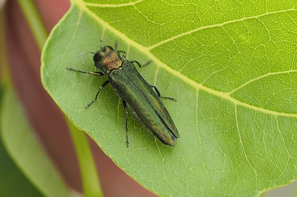5 Fakta Unik Emerald Ash Borer, Serangga Invasif yang Merugikan