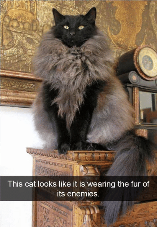 meme kucing dengan outfit nyentrik