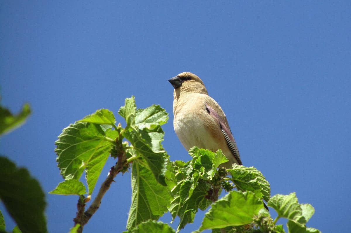 Burung Desert Finch