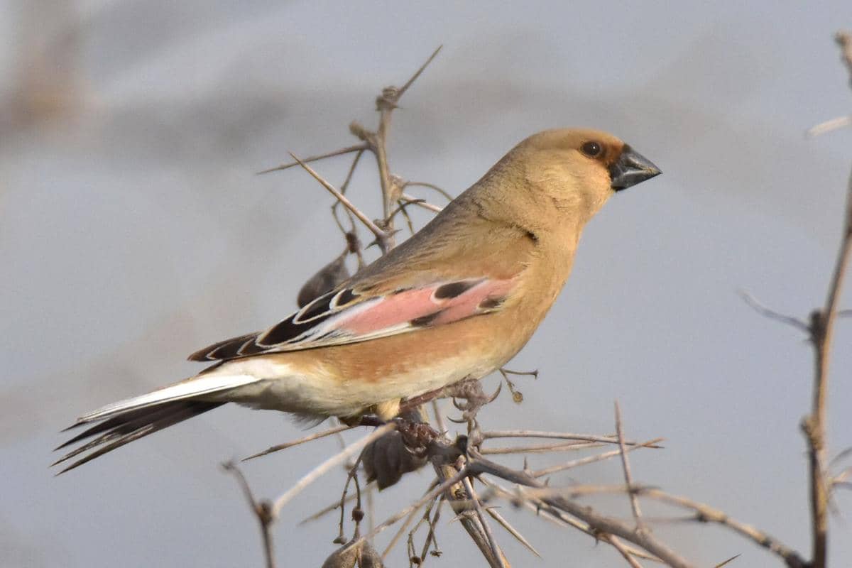 5 Fakta Unik Burung Desert Finch, Maestro Kicau Penakluk Padang Pasir