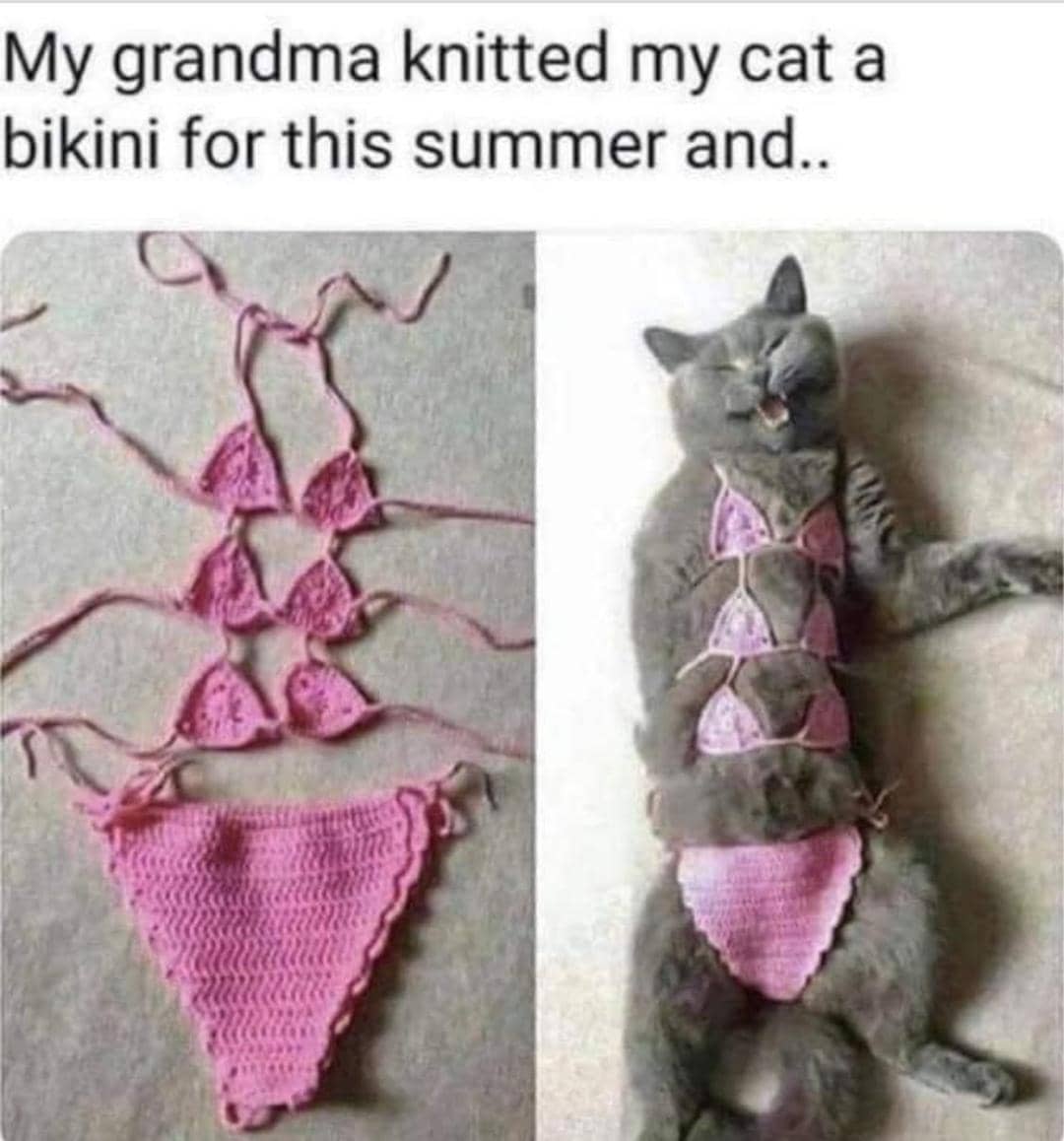 meme kucing dengan outfit nyentrik