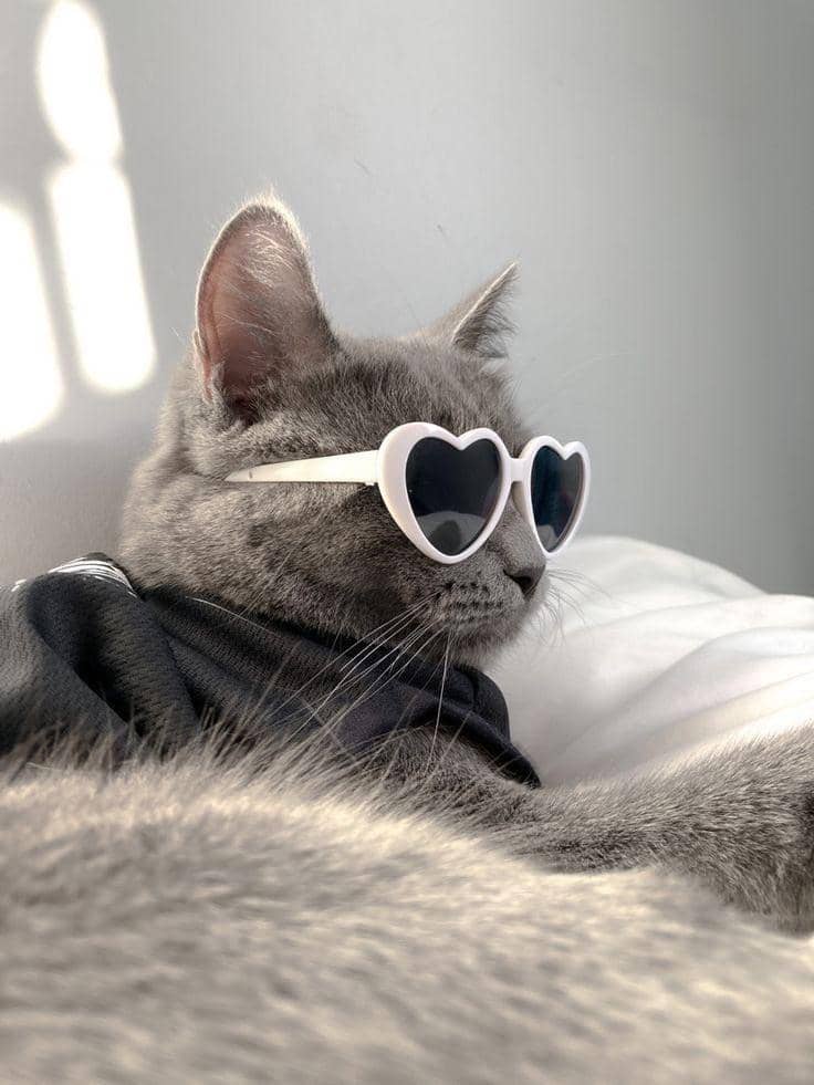 meme kucing dengan outfit nyentrik