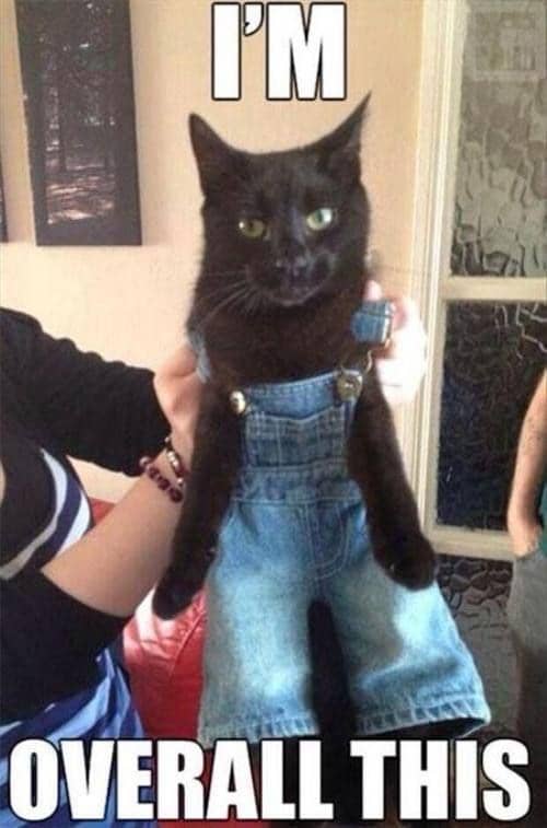 meme kucing dengan outfit nyentrik