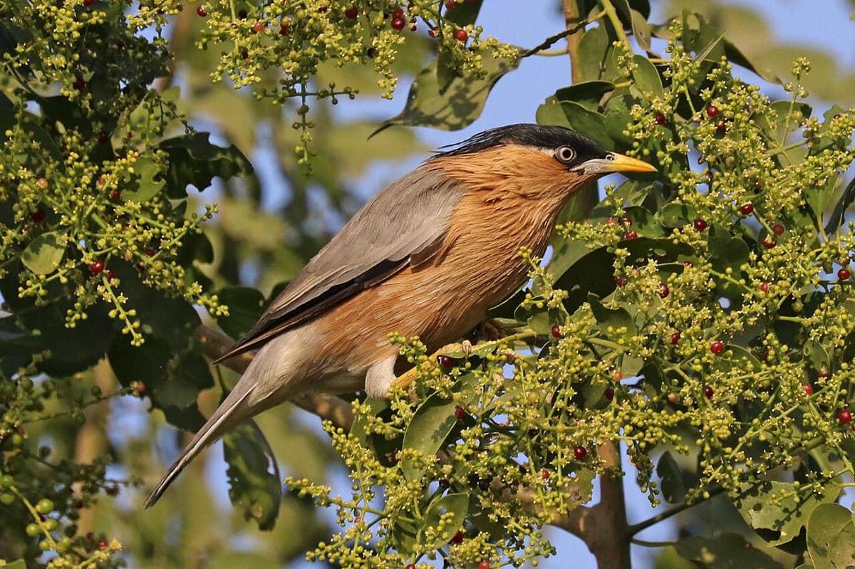 jalak brahmana