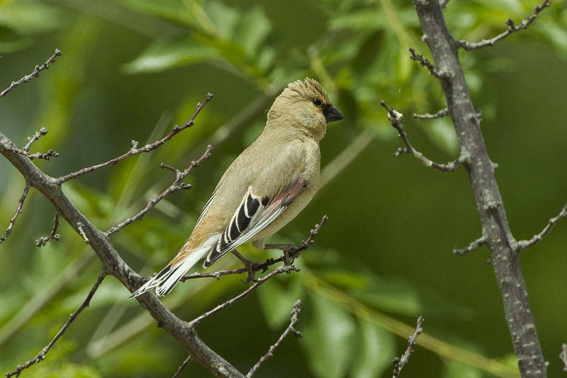 Burung Desert Finch