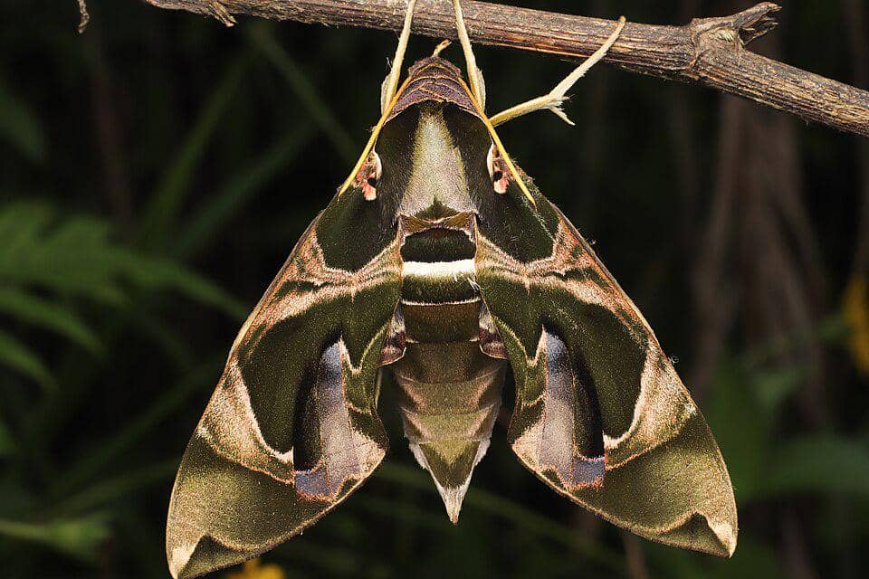 Ngengat Daphnis nerii