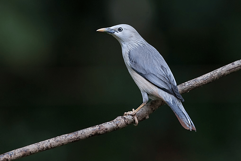 jalak malabar